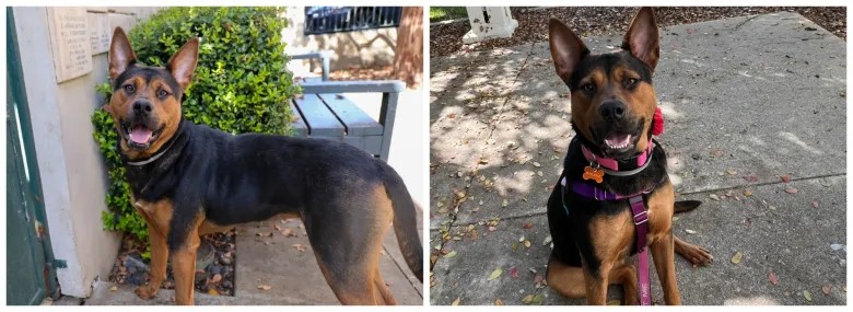 Column: Walks and playtime are what keeps your dog, and you, happy Column: Walks and playtime are what keeps your dog, and you, happy