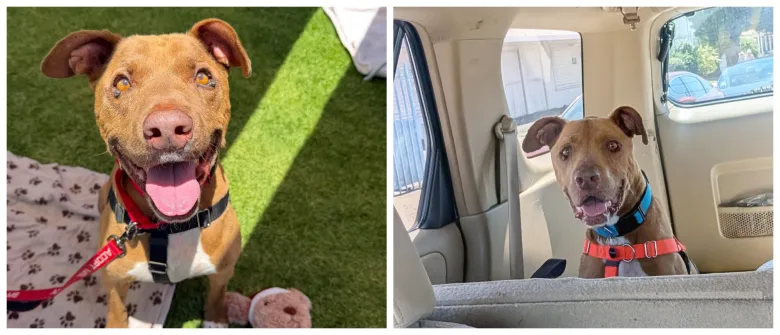 Most dogs love car rides; here’s how to keep them safe Most dogs love car rides; here’s how to keep them safe