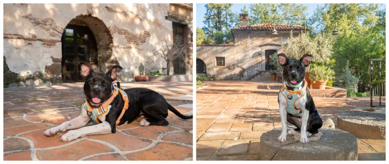 Column: Give your new dog a quiet spot and time to adjust at your place Column: Give your new dog a quiet spot and time to adjust at your place