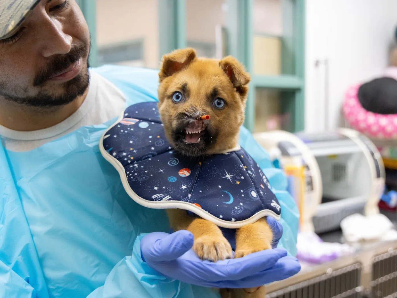 Column: A puppy named Peanut was in bad shape. Shelter medicine came to his rescue Column: A puppy named Peanut was in bad shape. Shelter medicine came to his rescue
