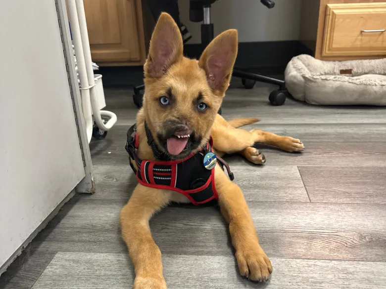Dog